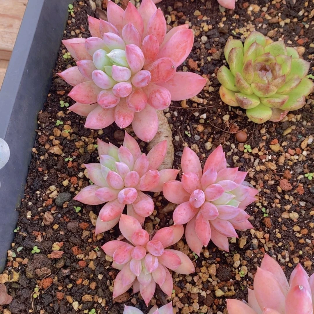所罗门不带盆寄养