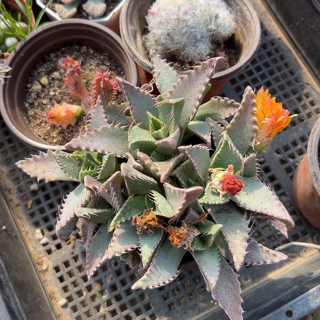 多肉植物怒涛开花