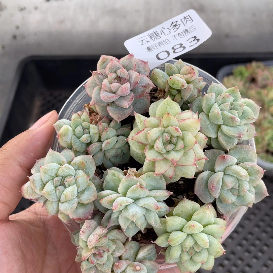 云糖心多肉植物83