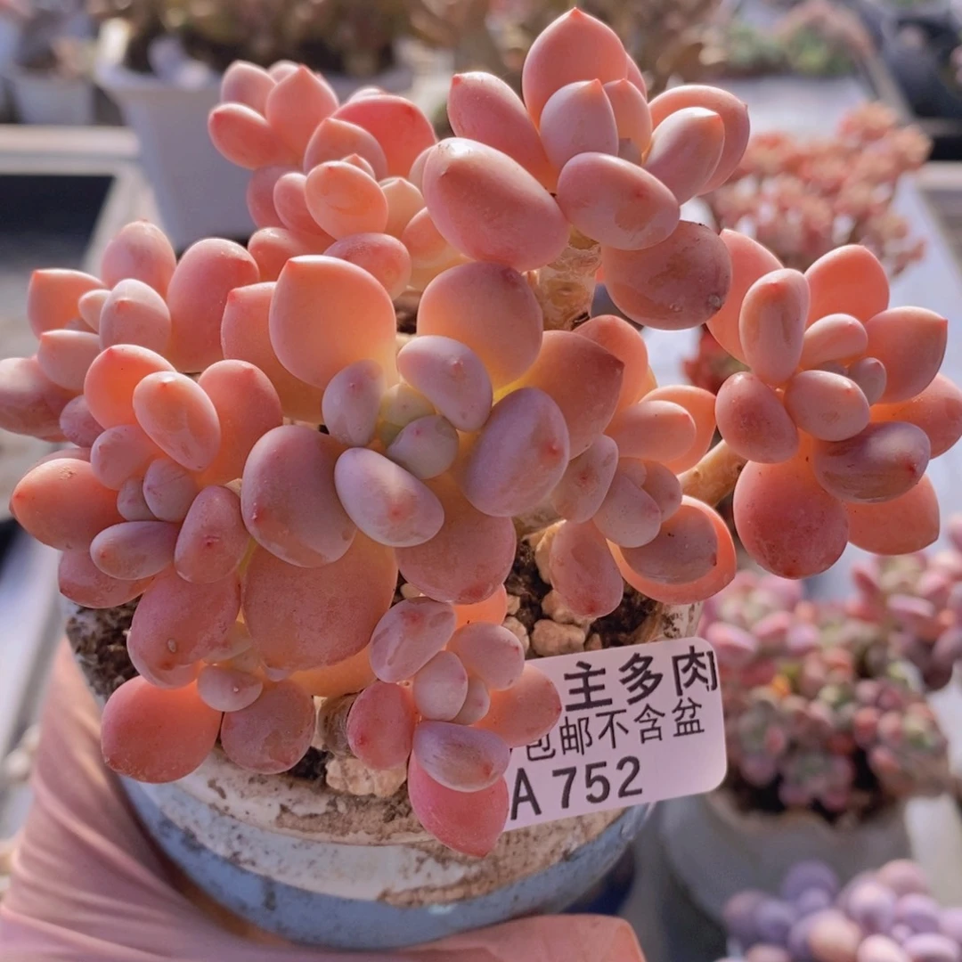 樱花洛神有砍10cm752多肉植物