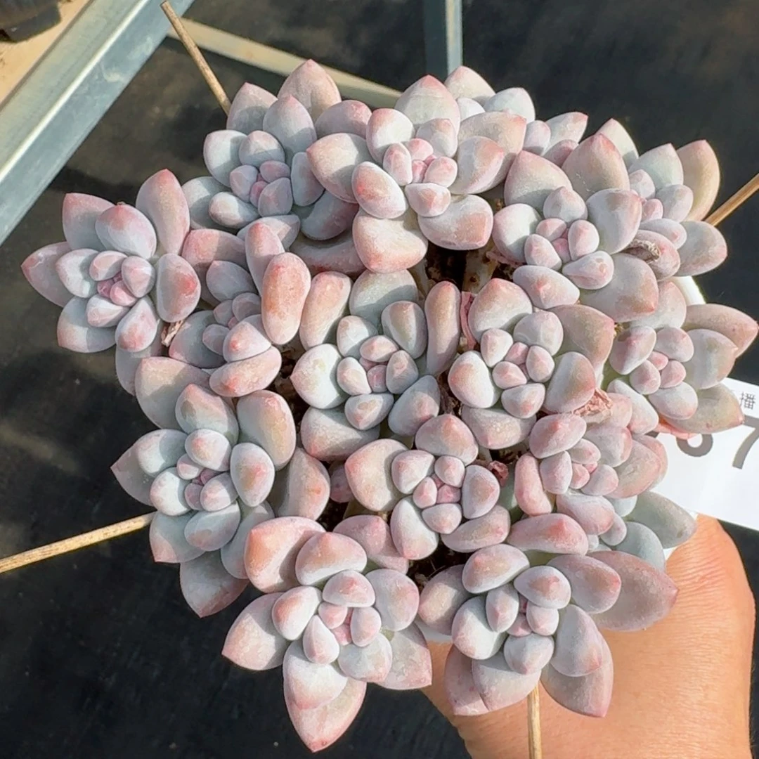 丸叶香水          摇身一变高富帅，一夜暴富动作快