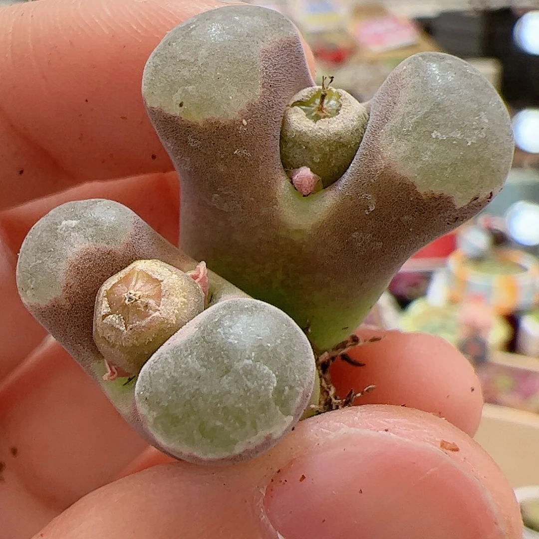 【闪购商品】161 磁铁1787.1