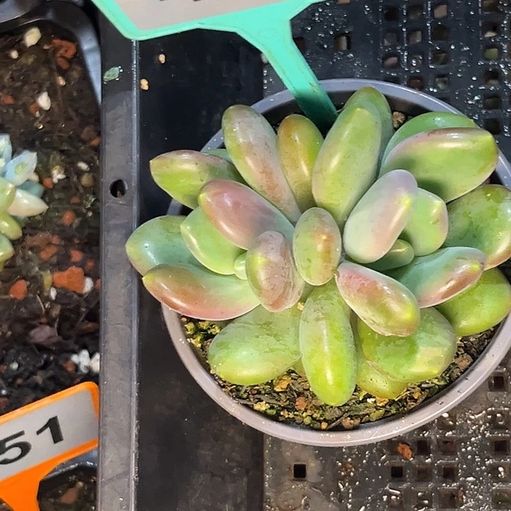 l***.多肉植物x系美人410