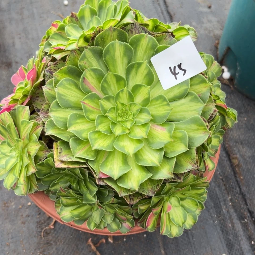 45知否多肉植物系