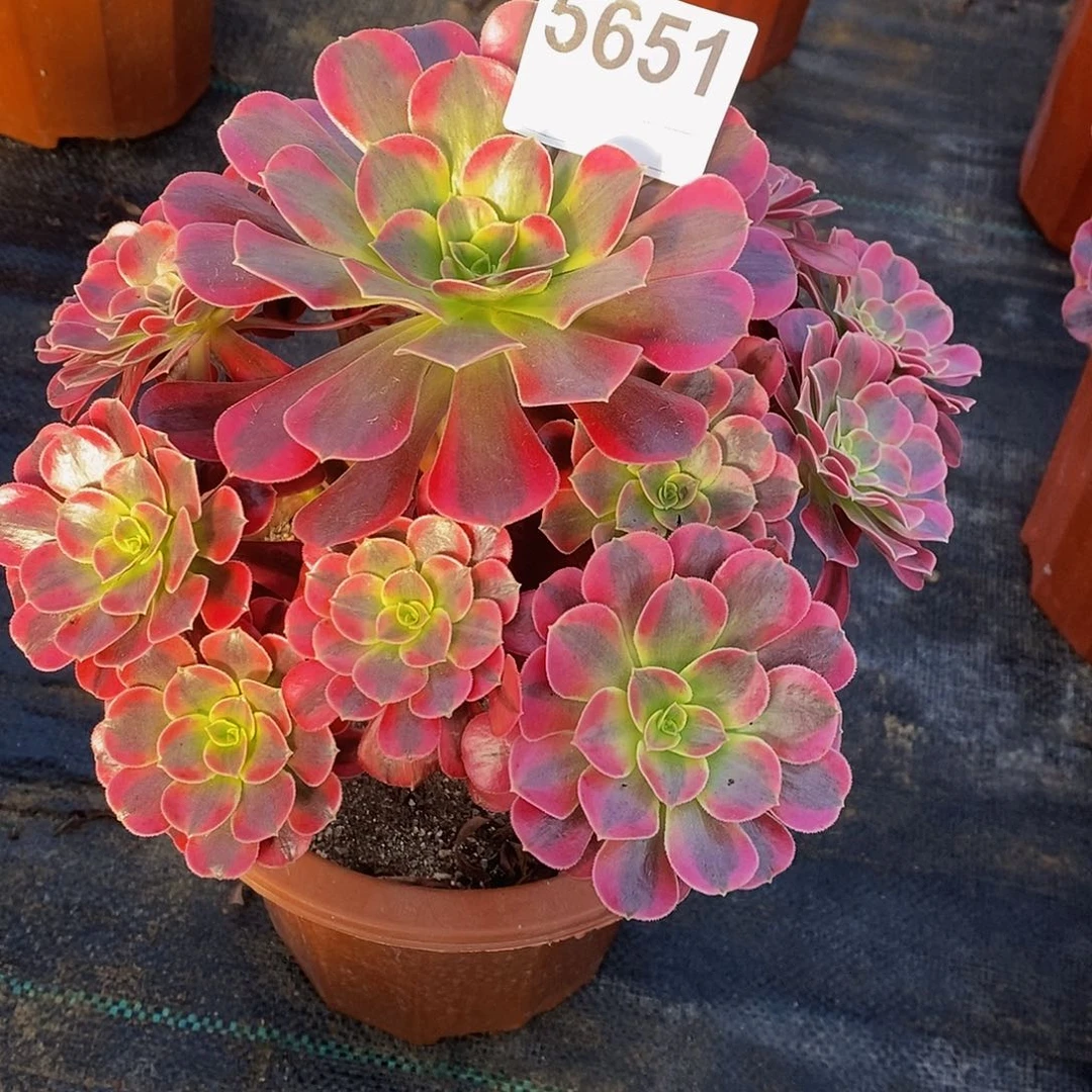 小***菊5651美杜莎4444444444
