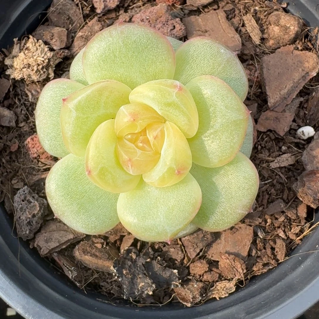 王***～0801-045-30混单头