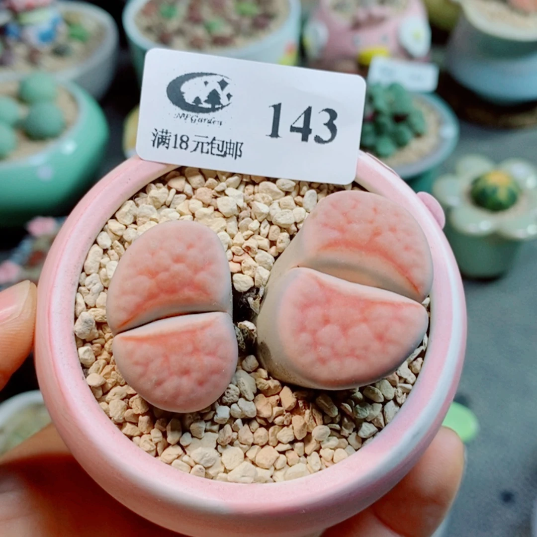 生石花花哈哈哈哈143