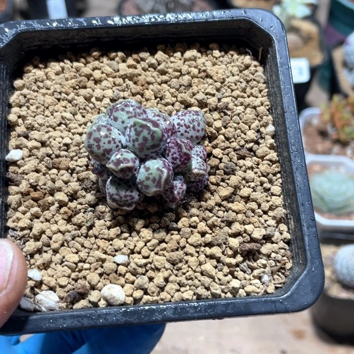 175精控丸叶小海豹