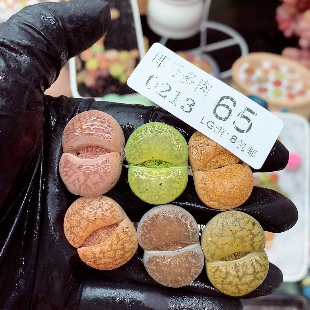 郎哥多肉生石花13-65