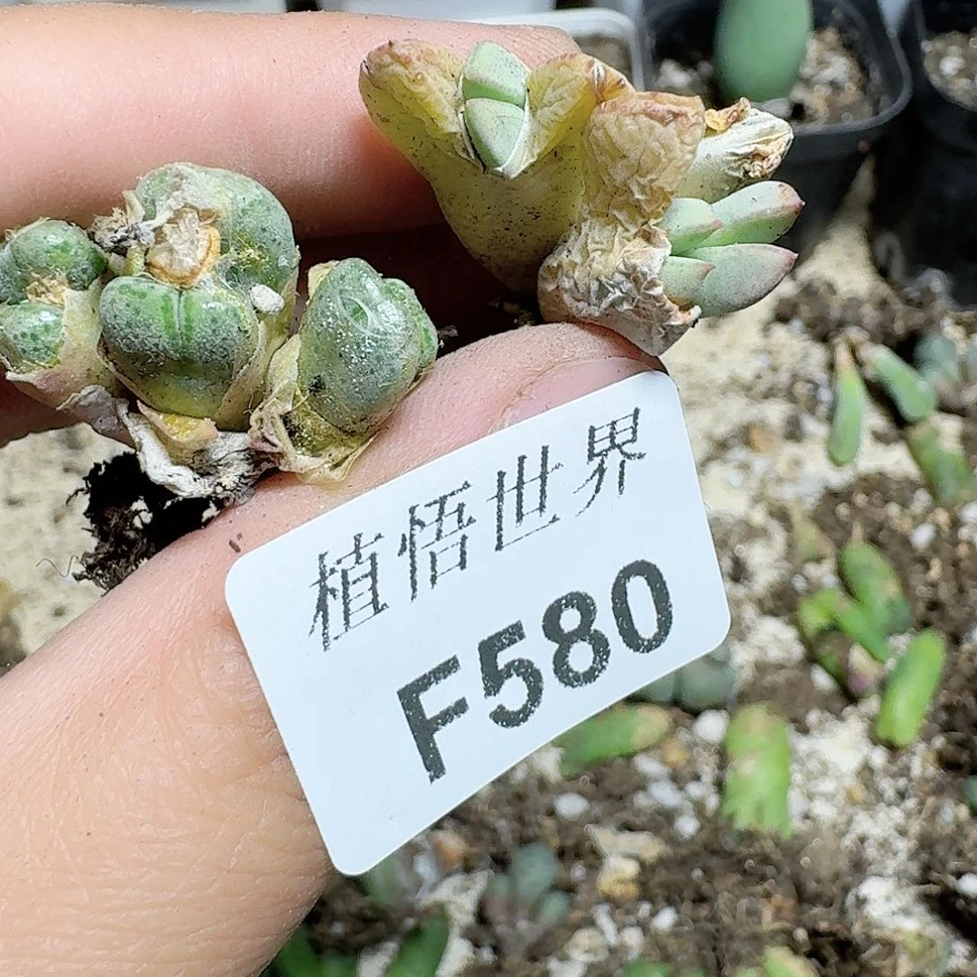 580号的日子吃多肉植物