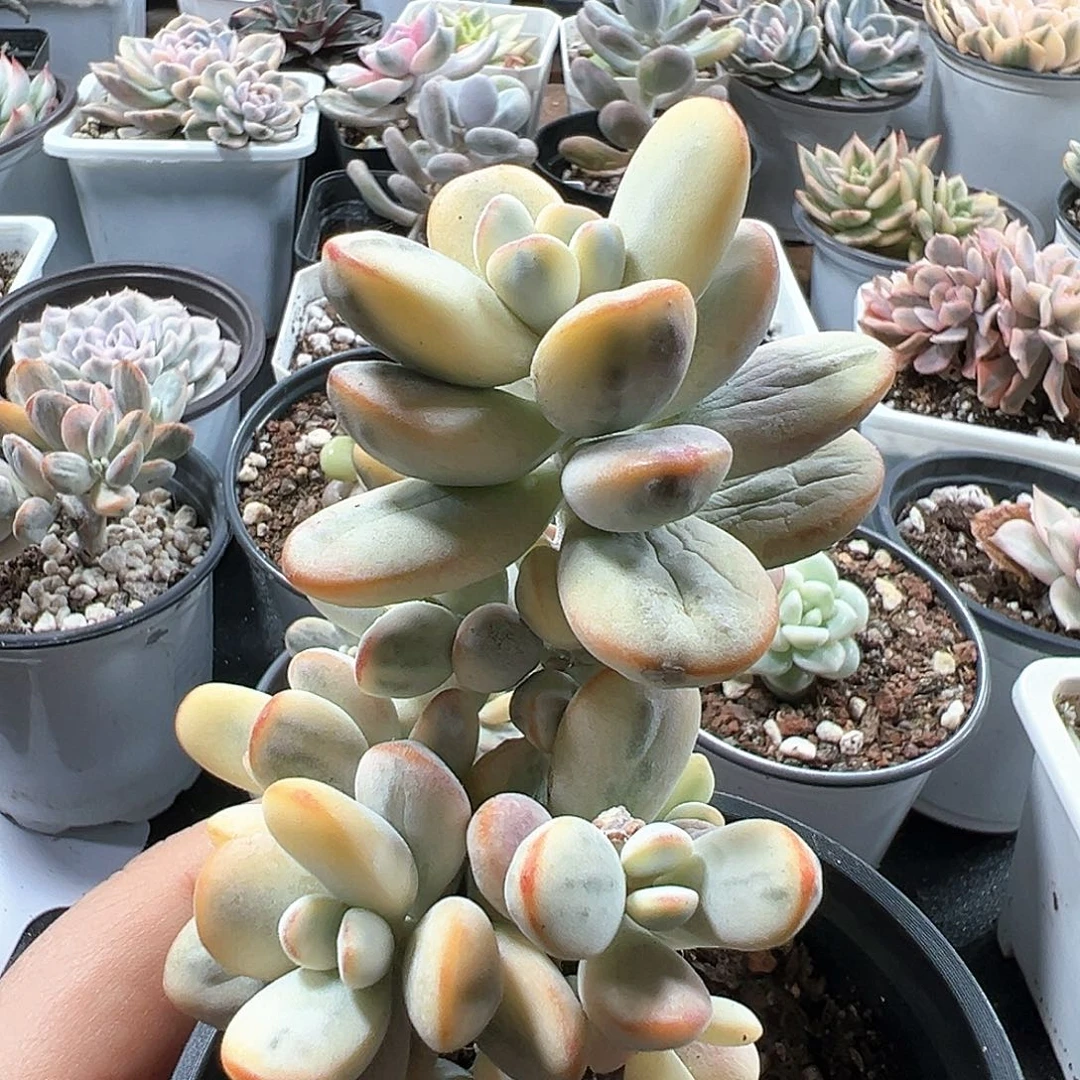 福娘锦无砍群 小方花圃一物一拍