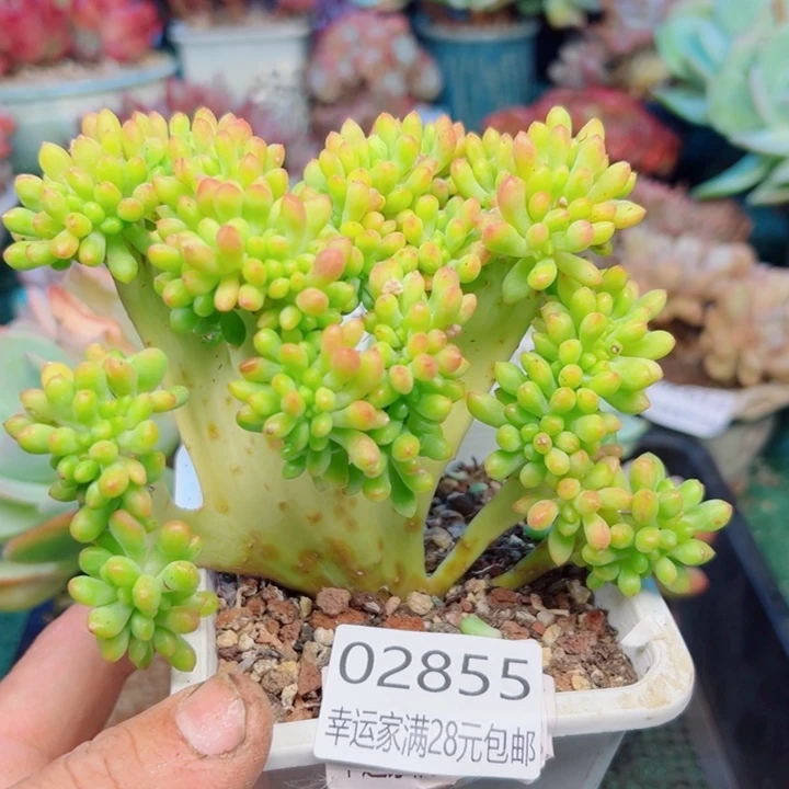幸运的是我还没遇到你的