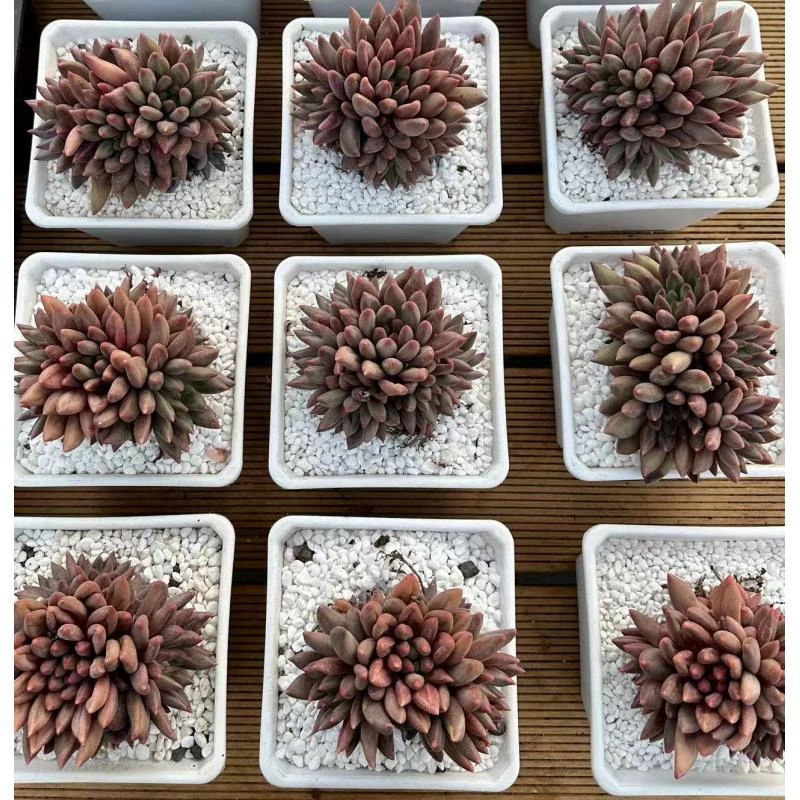 12#虞姬多肉植物  前男友精品多肉