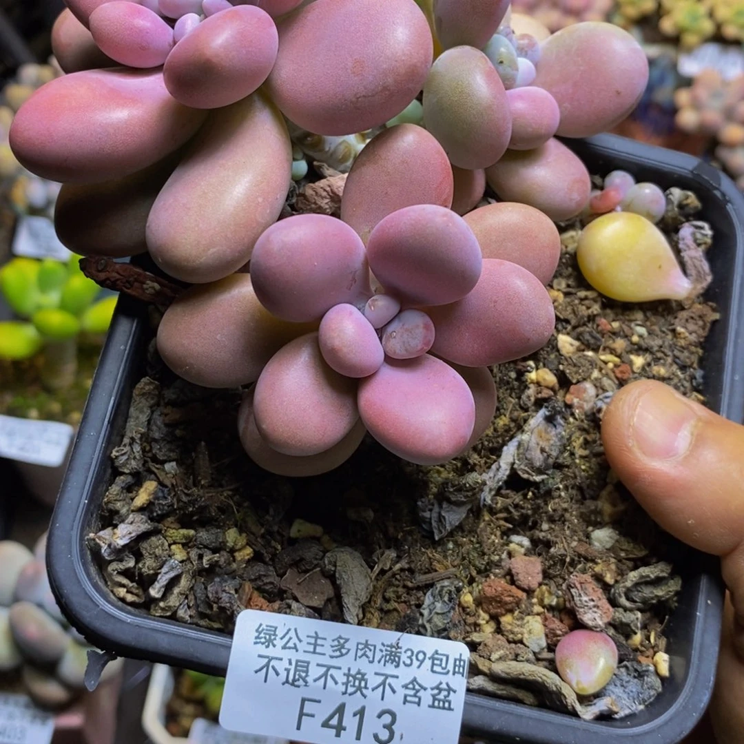413腰子桃蛋10cm多肉