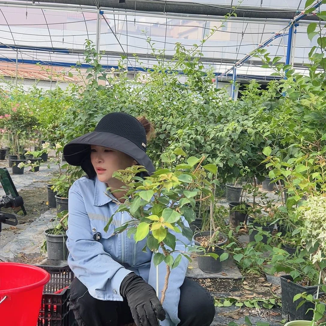 紫***开当前无花栽培后可以开花S48暗夕