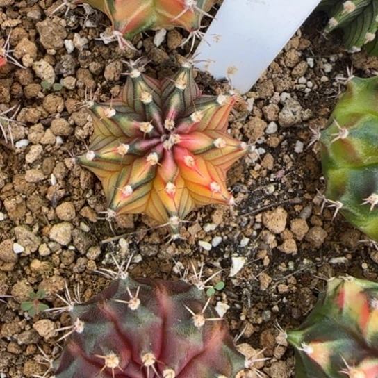 57-0122泰国发货多肉