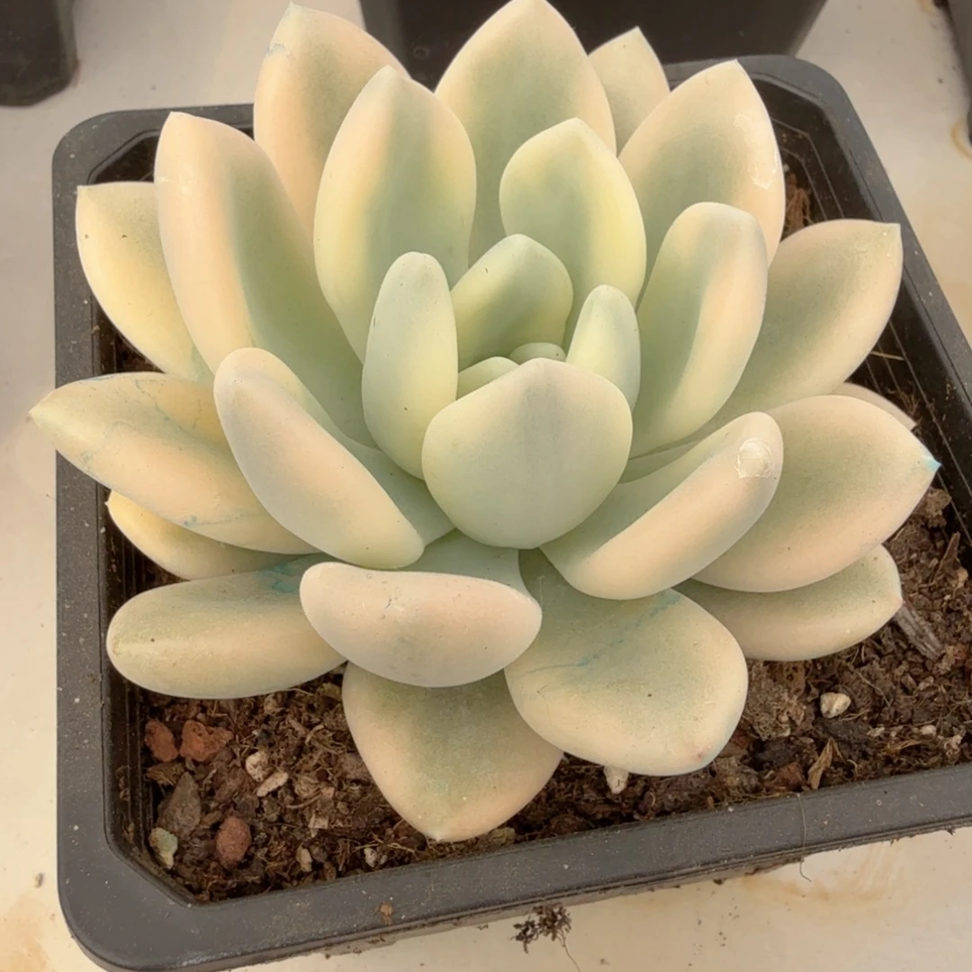 彩虹奥普 安吉园艺锦