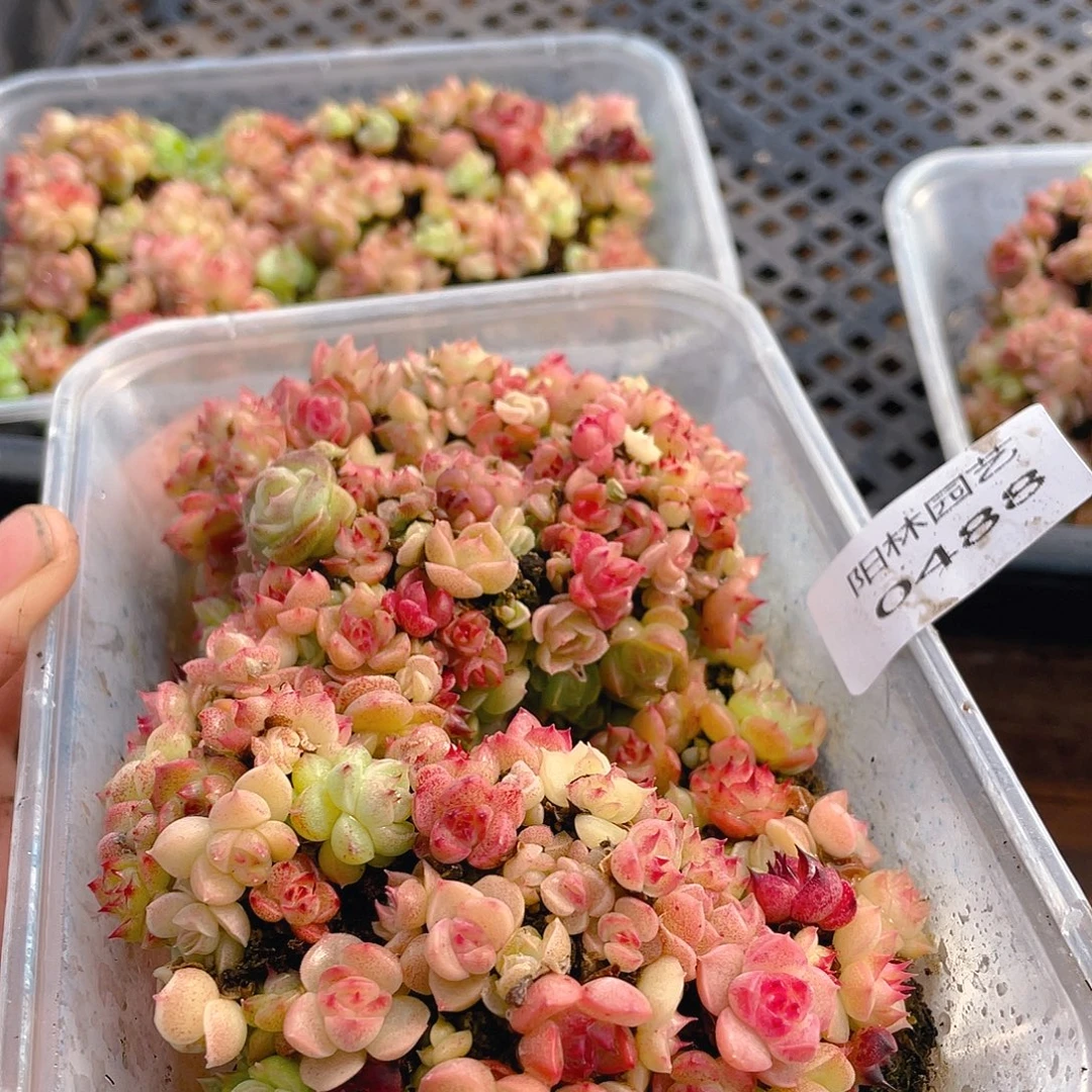 多肉植物多肉植物488