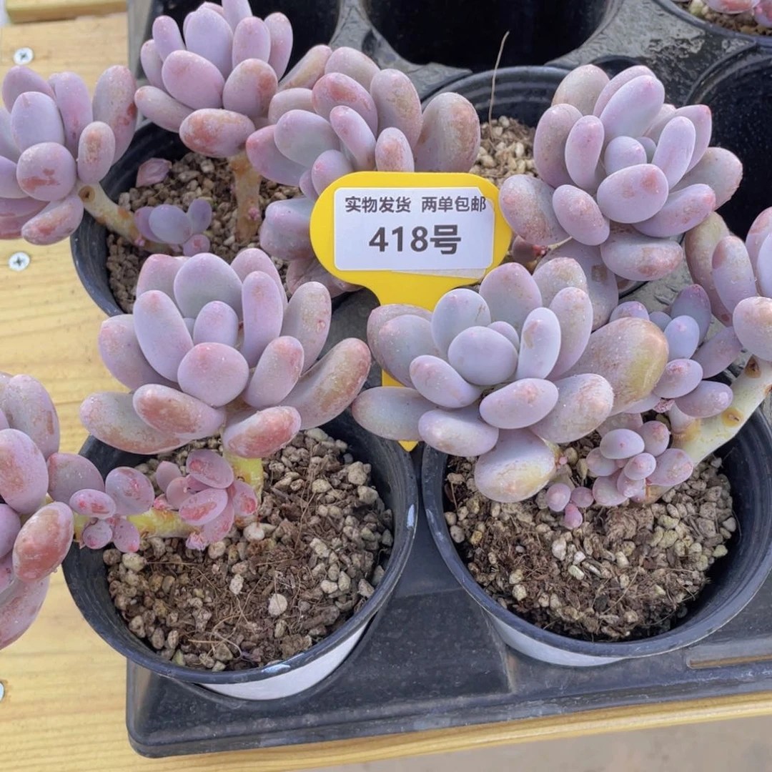 418号 老桩蛋黄奶酪双头起一个