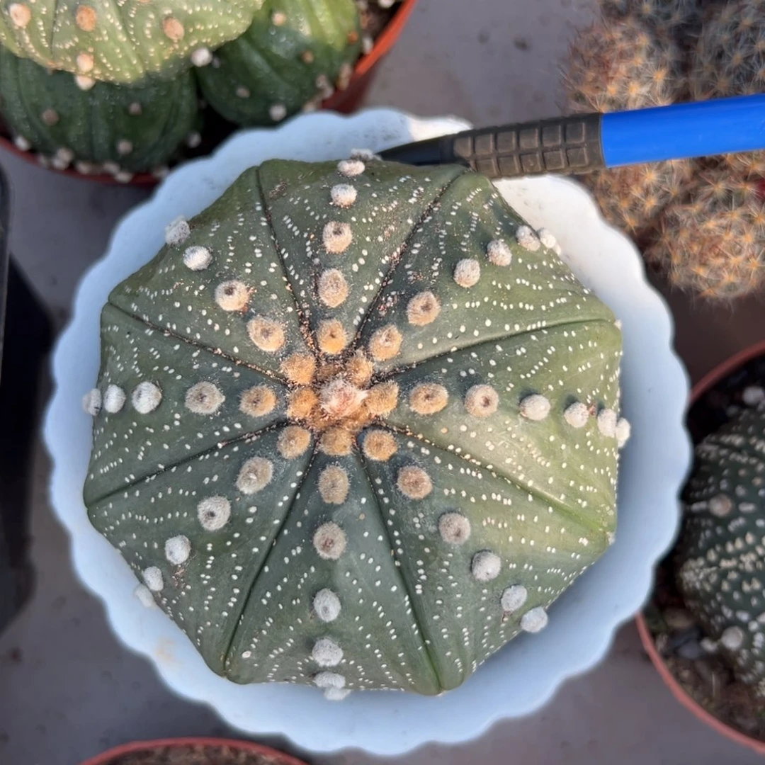 星兜随机一颗。
