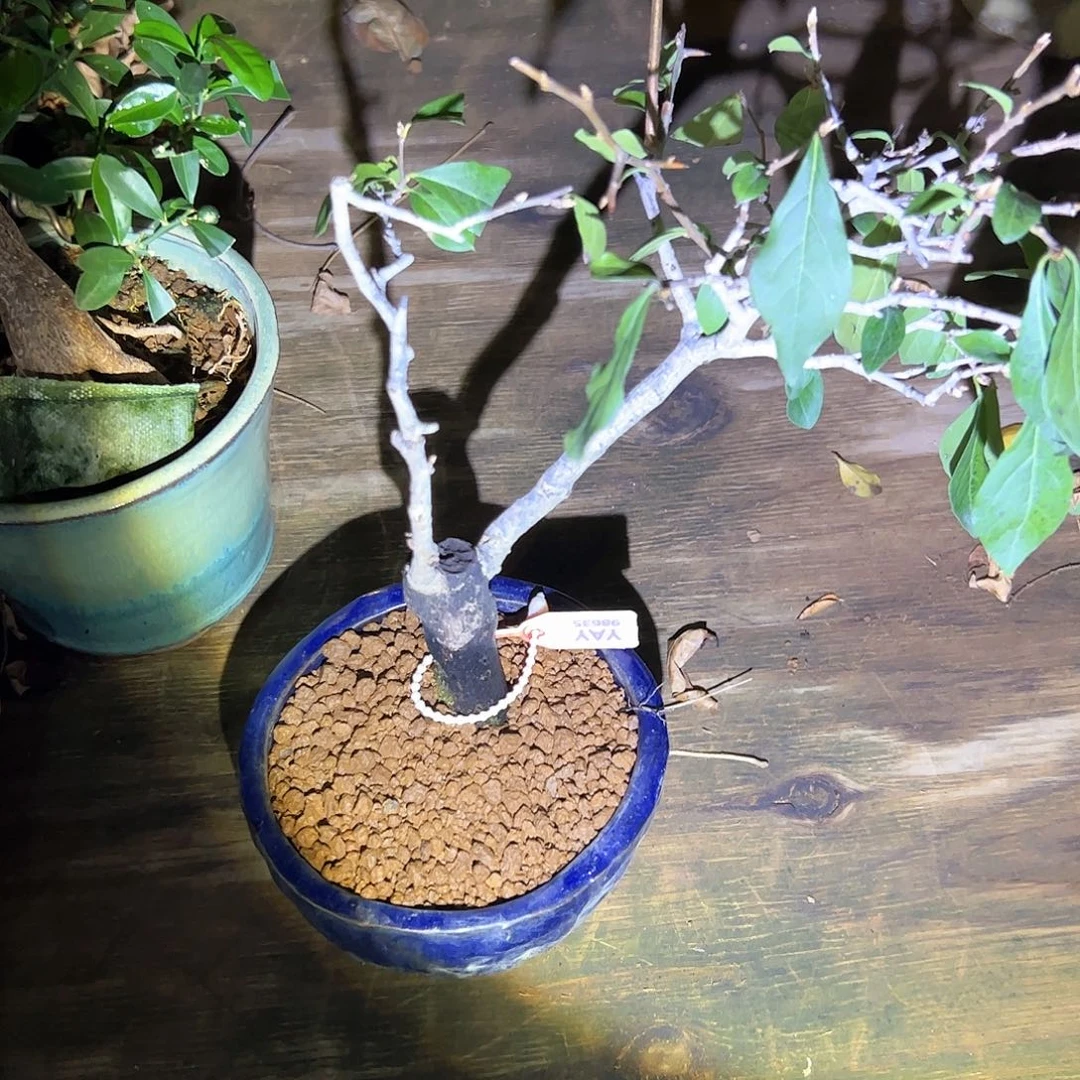 无花朵盆景不包邮98635