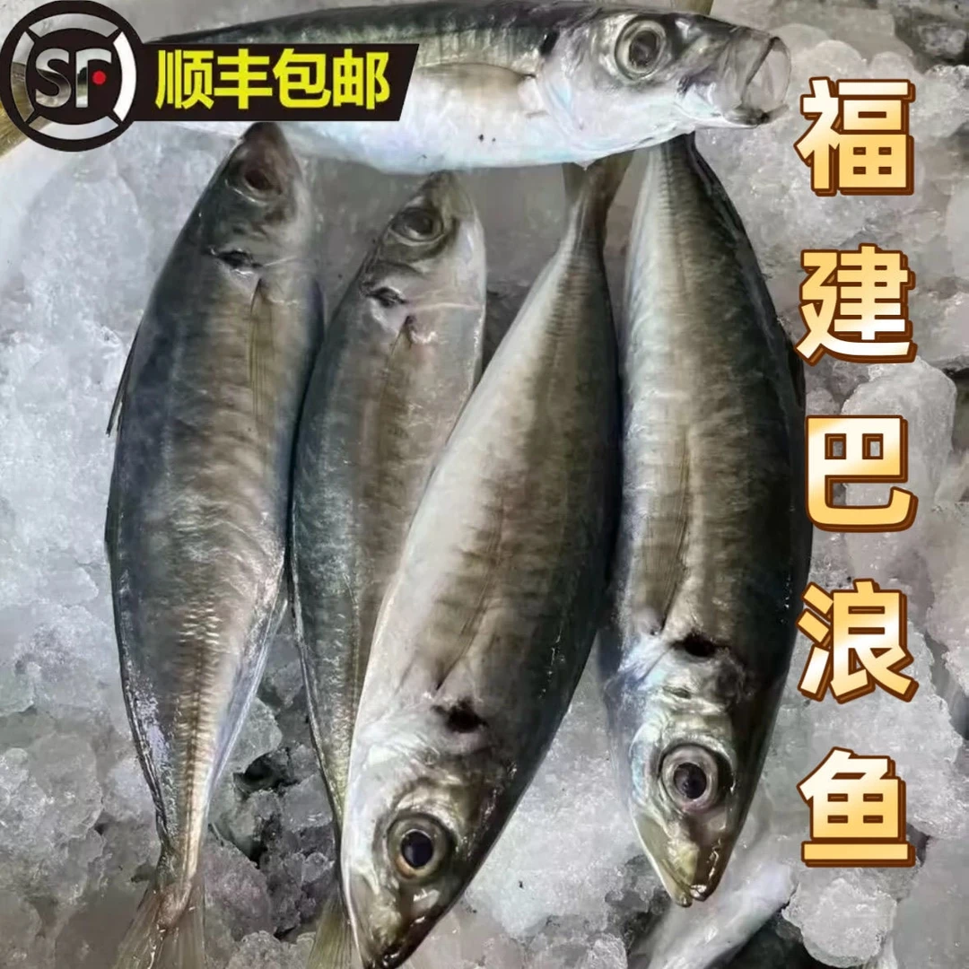 福建泉州东海热门巴浪鱼新鲜冷冻海捕精选推荐热卖批发顺丰包邮
