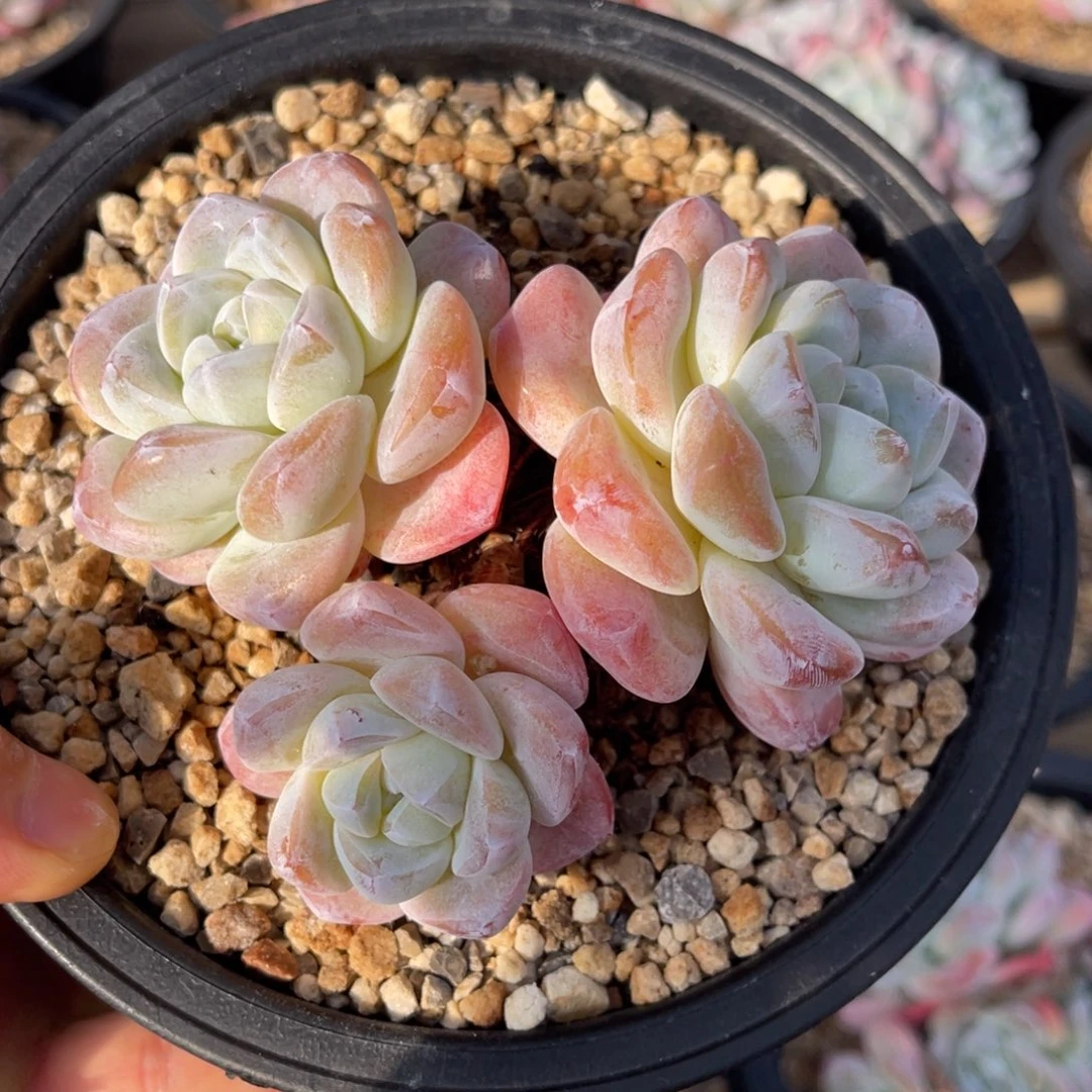 冰玉一物一拍满68包邮