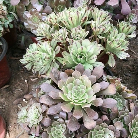 2棵玫瑰玫瑰玫瑰玫