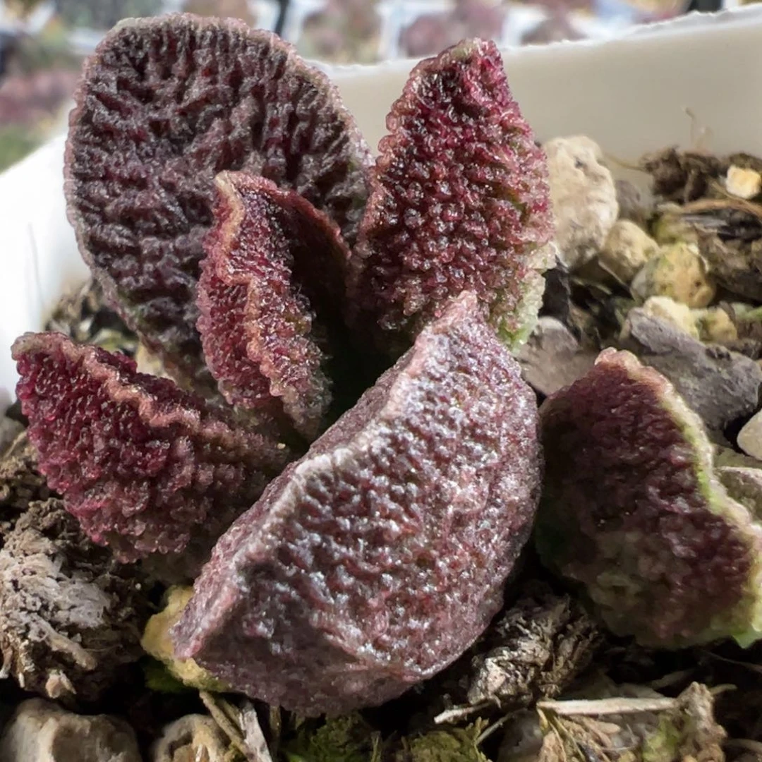 实生新品多肉植物水泡多肉植物