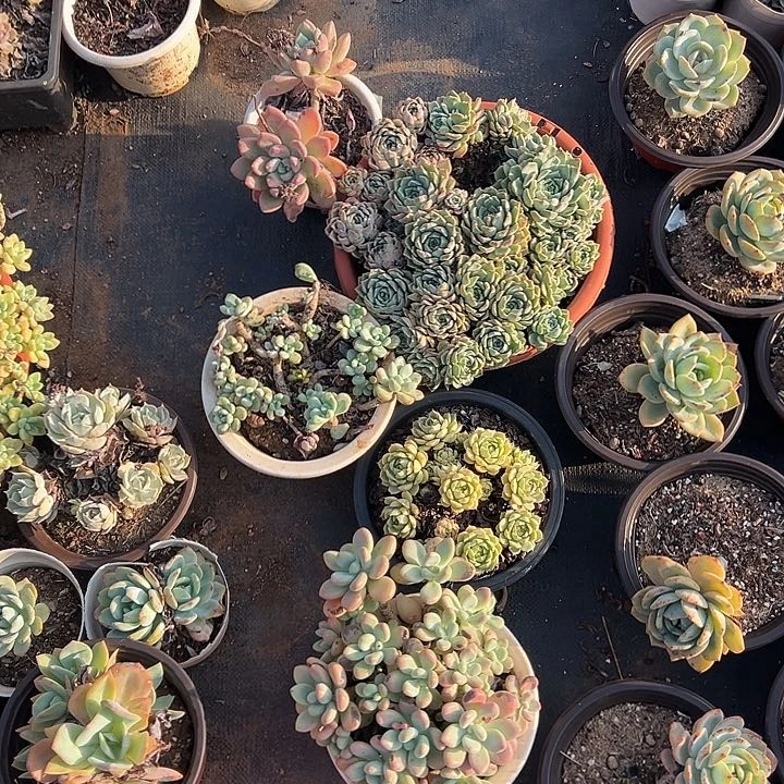 天***家多肉植物实物26