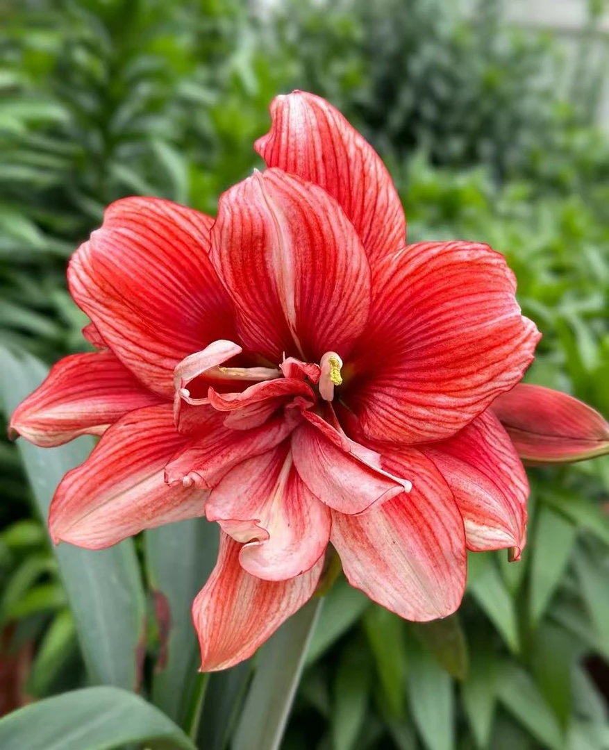 荣华富贵  自然球基地球 朱顶红种球