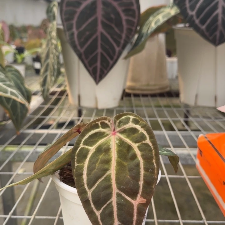 完全开放14号绝紫抹茶锦