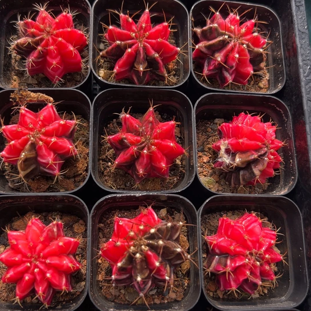 从前慢花园多肉编号1227-牡丹