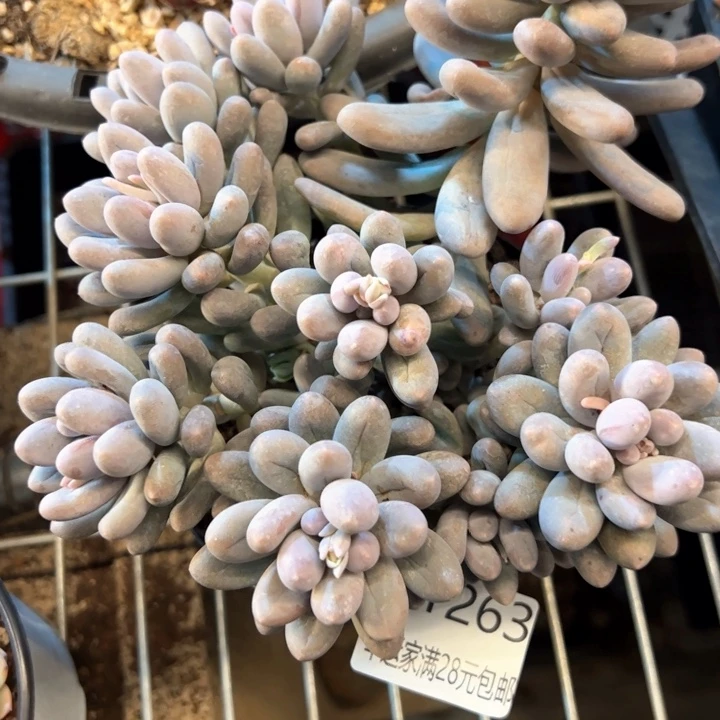 幸运的是我的朋友是