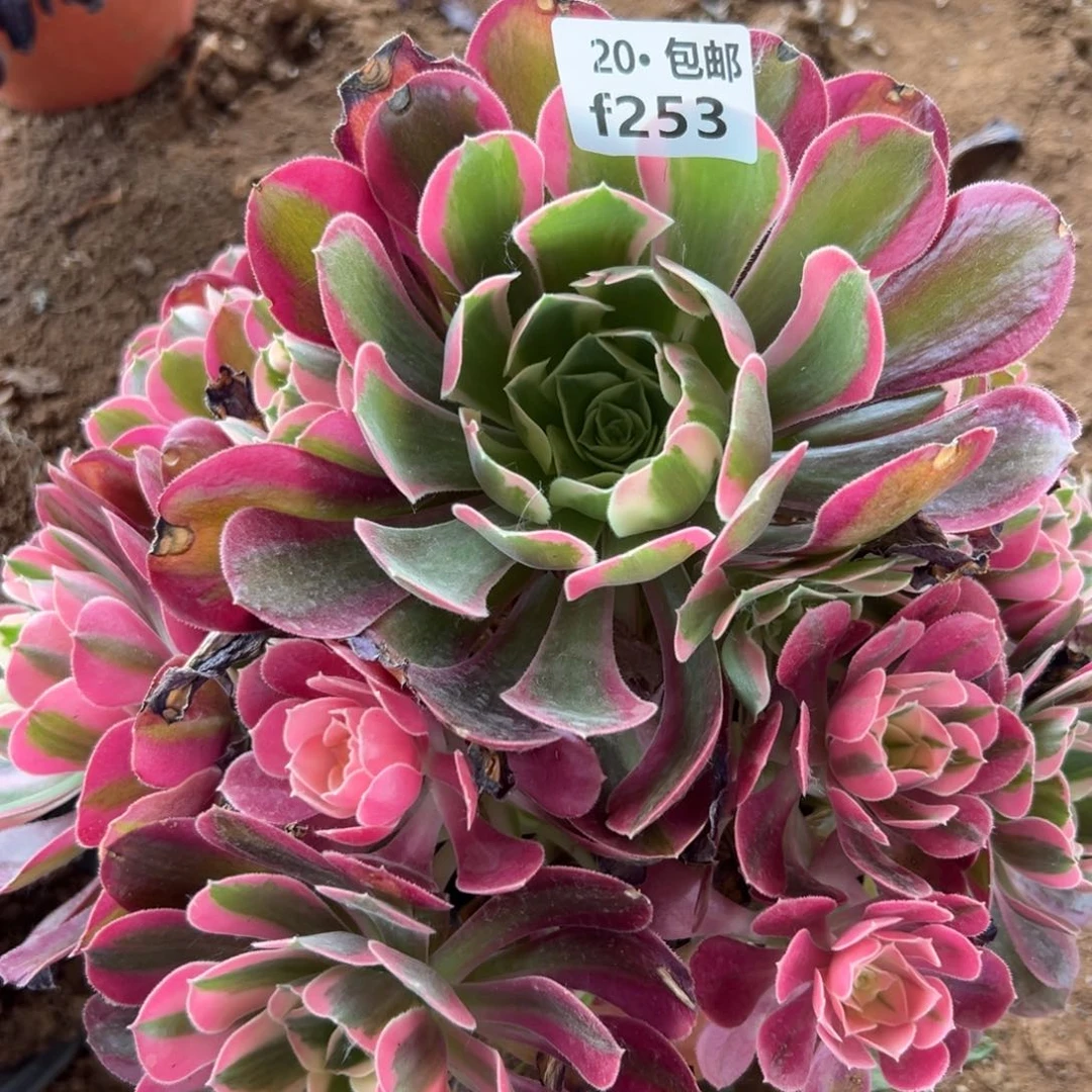 253皇后满20包邮