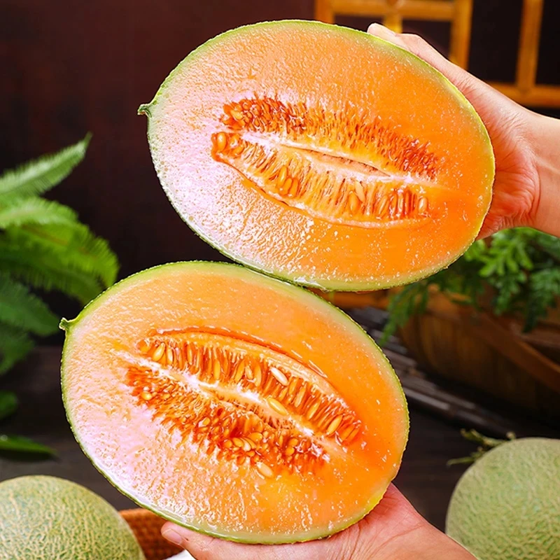 G（海南哈密瓜主播推荐）海南哈密瓜现摘现发脆甜多汁应季水果8