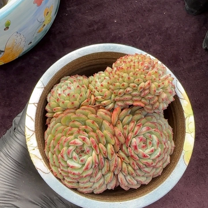 10厘米左右一物一拍的