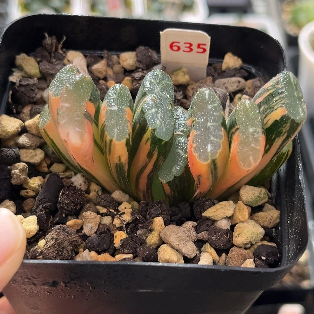 635赤斑玉扇锦福利