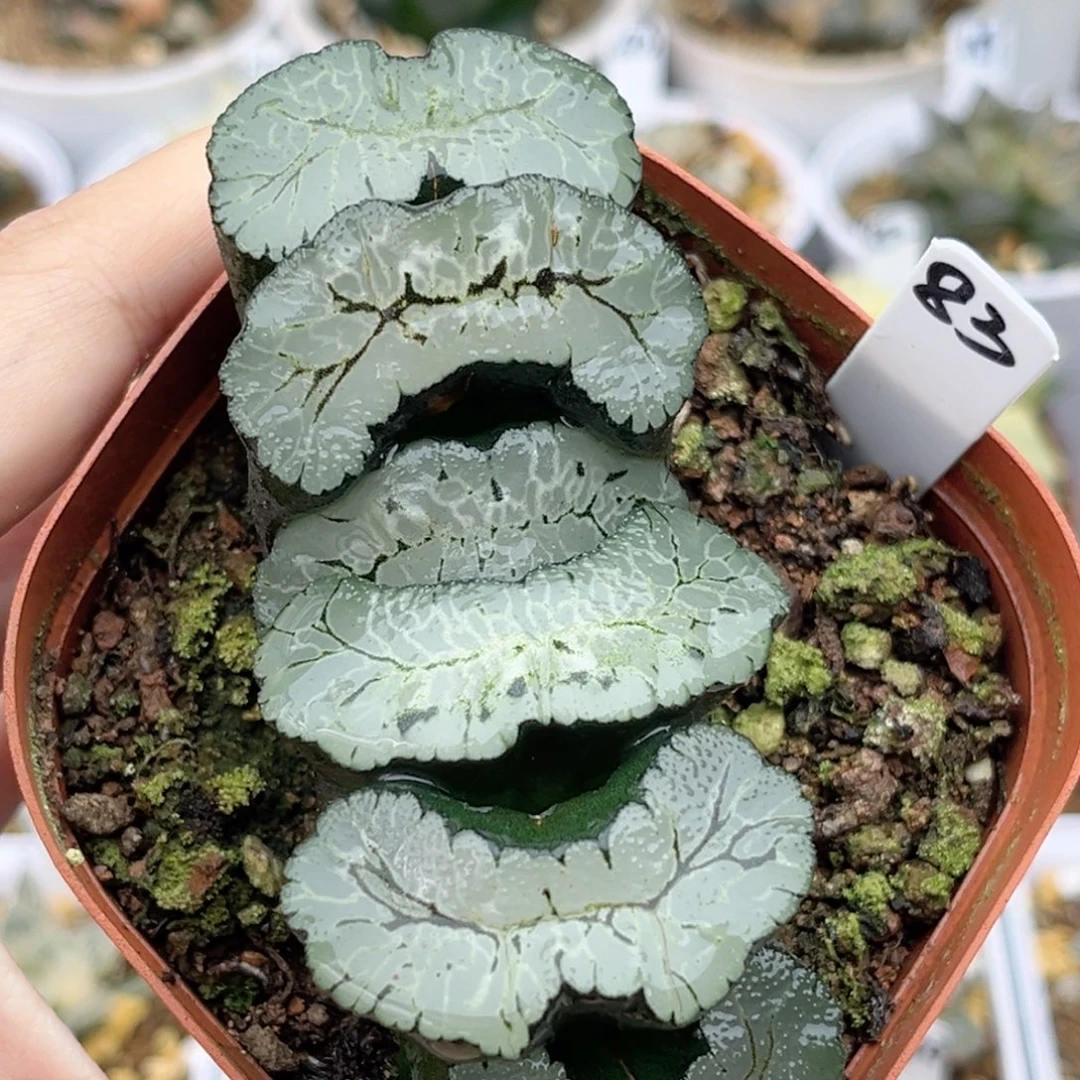 83葵御前玉扇福利专场