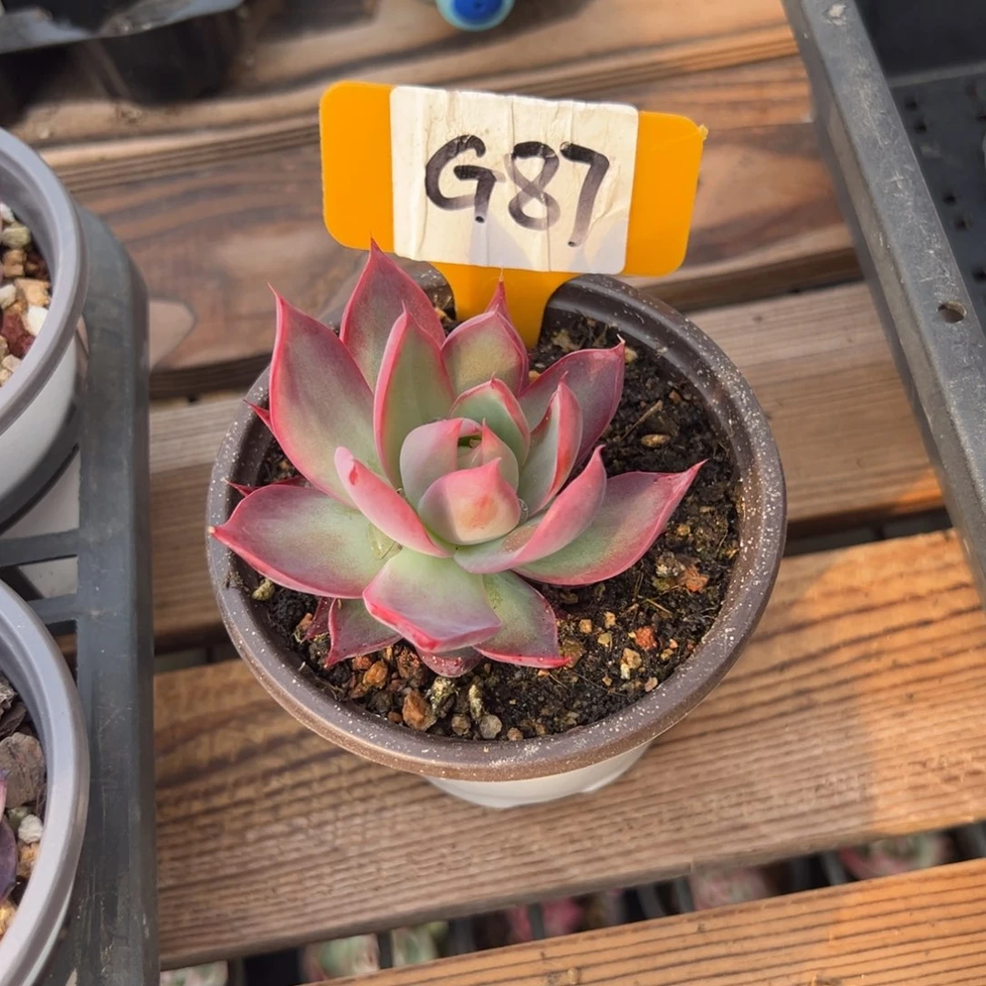 ?***✌G87惊鸿单头多肉