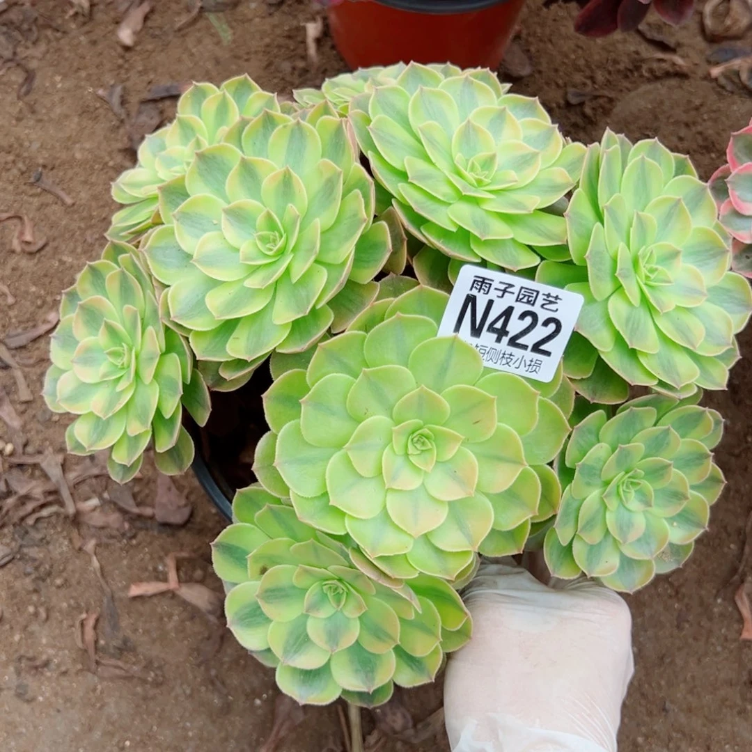 4222雨荷尺寸特价处理