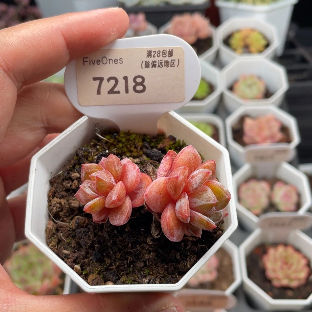 德国香槟7218-5厘米