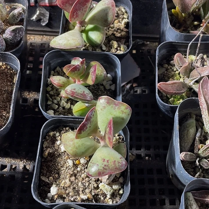 爱心水泡带盆土发