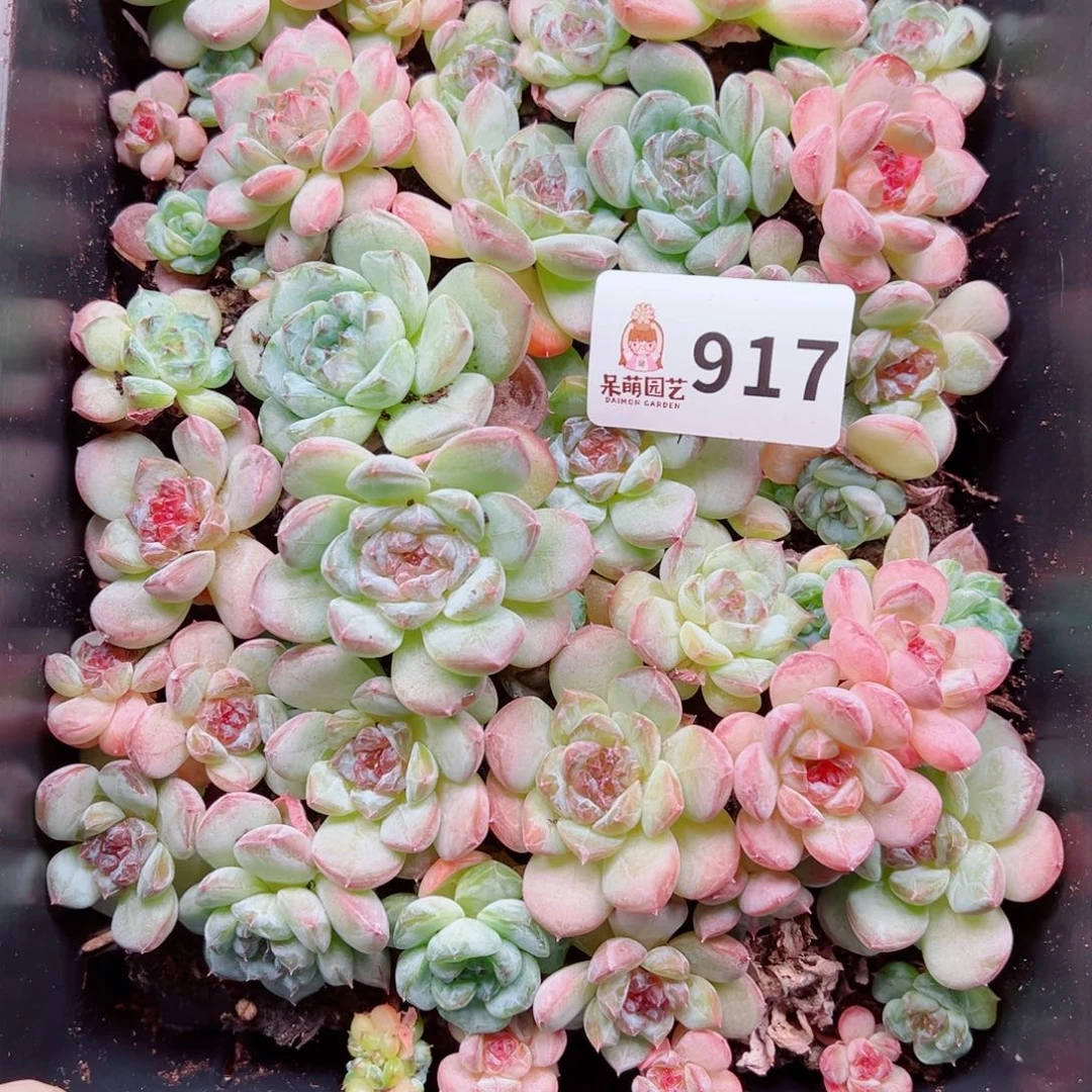 淡***香多肉植物多肉植物