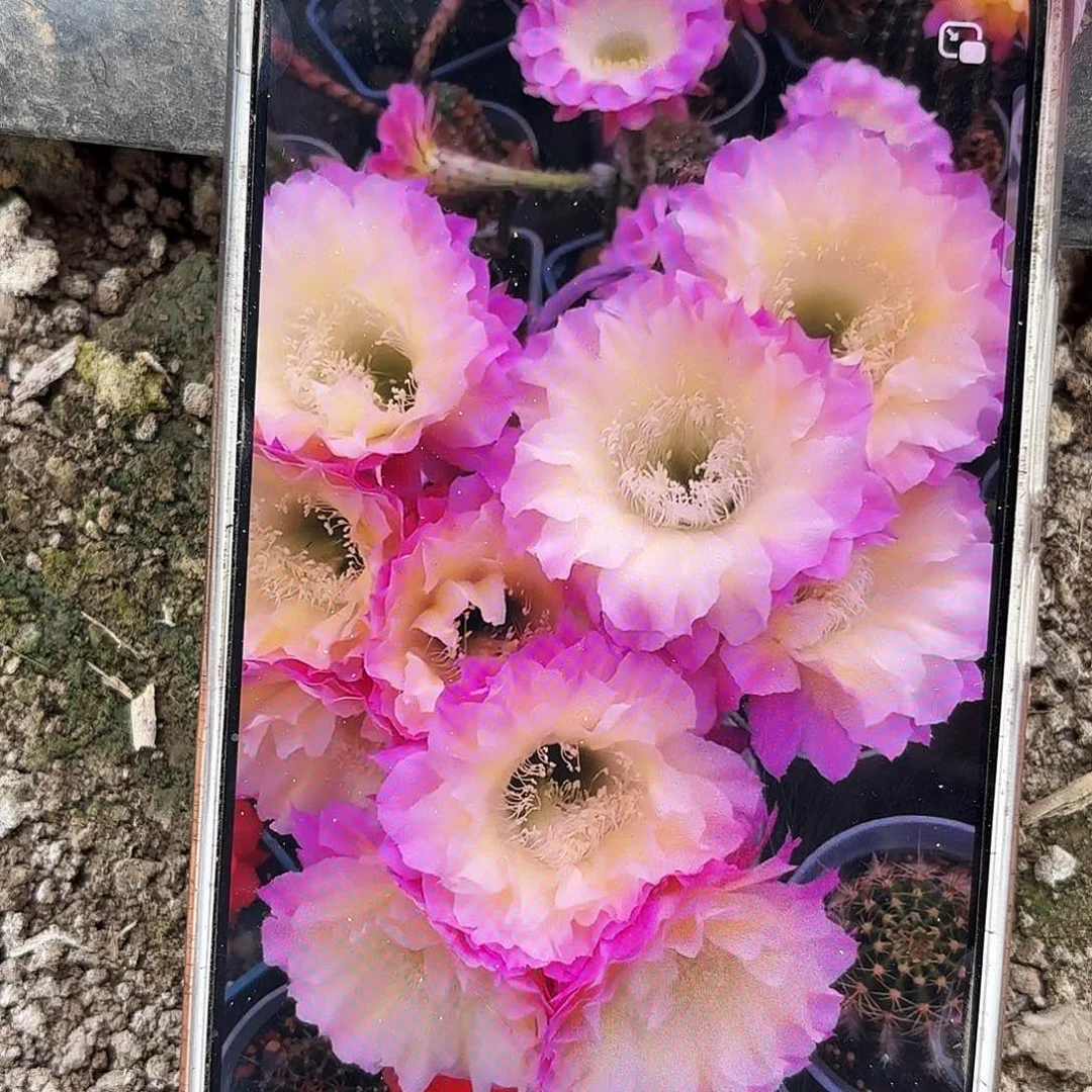 马丙无根侧牙4公分