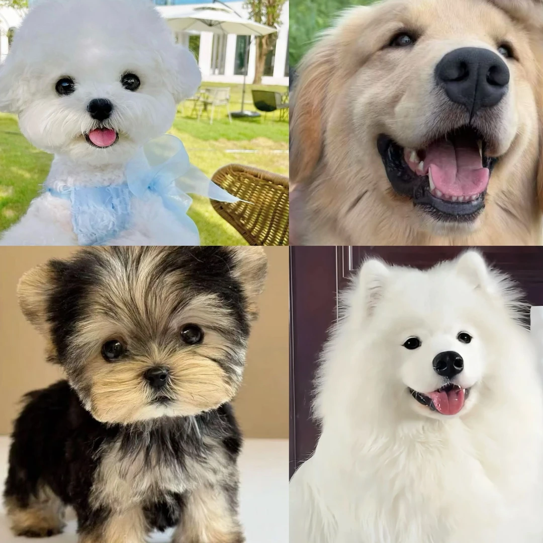 【陈班长的毛孩子】宠物活体狗狗