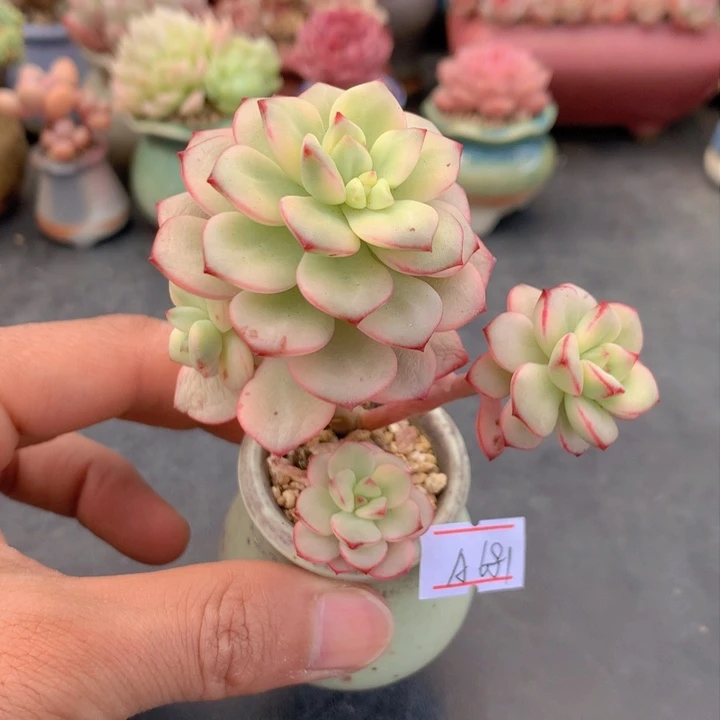 一物一拍满38包邮A681