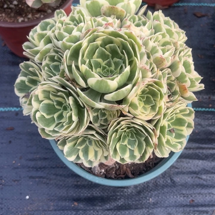 迈巴赫多肉植物花花