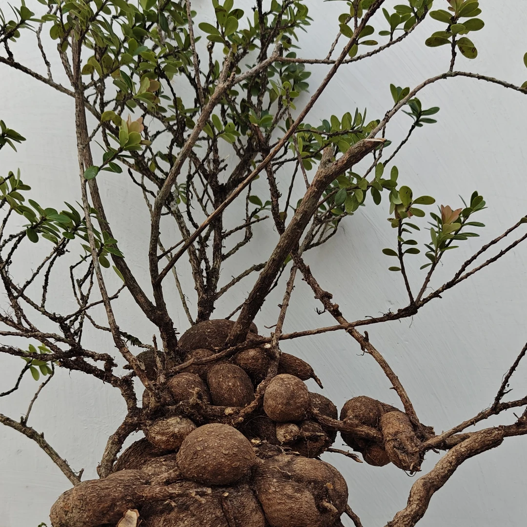 米叶黄花五翅梅树萝卜精品盆栽绿植一物一拍直播间选购