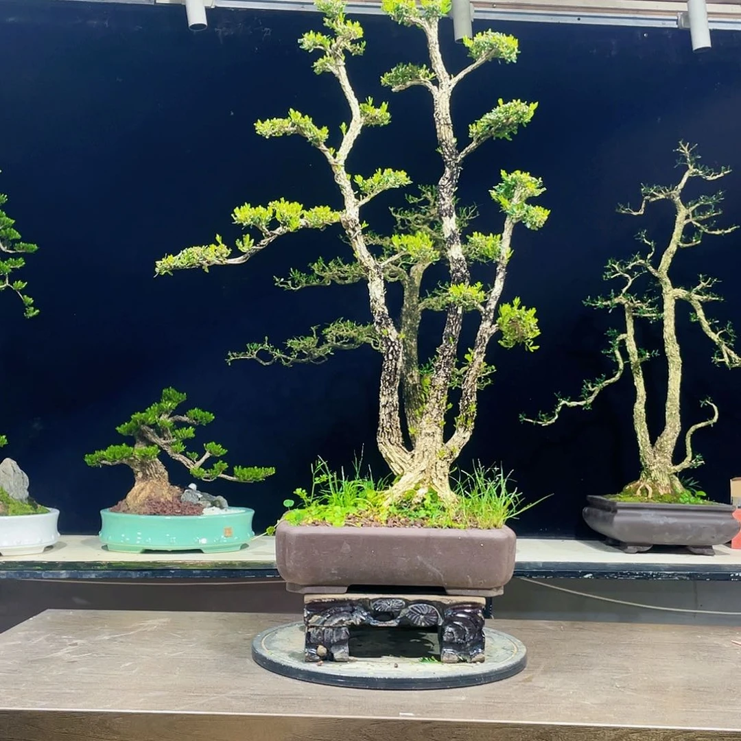 完全开放黄杨盆景四季常青